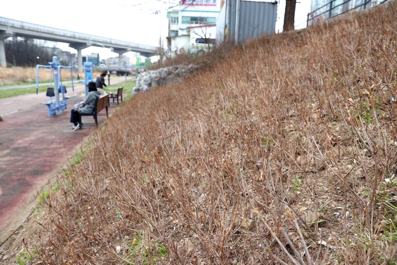 8. 봄 맞아 신갈천 하천변 300m구간 새단장.jpg