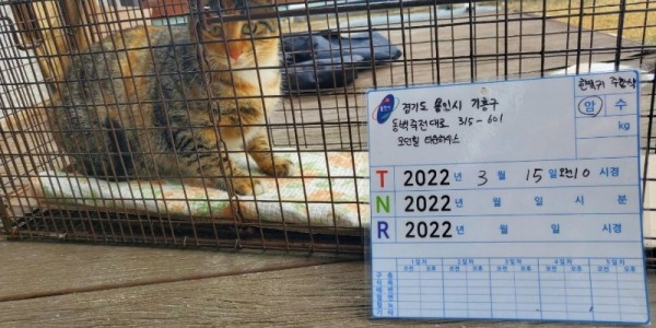 4. (1) 중성화 수술을 위해 포획한 길고양이 사진.jpg