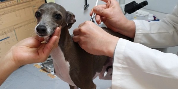 4. 한 반려견이 동물병원에서 광견병 예방접종을 하고 있다..jpg