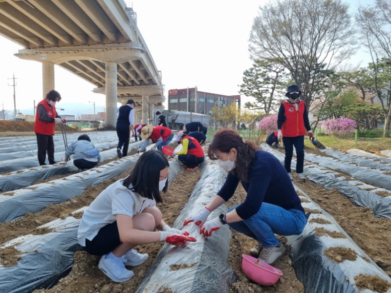 [크기변환]7-1 포곡읍 주민자치위원회는 11일 행정복지센터 인근 유휴지에서 포곡중학교 학생 20여명과 텃밭 가꾸기를 시작했다..JPG