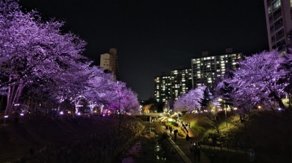 2-1. 4월 8일 밤 정평천과 벚꽃이 어우러진 모습.jpg