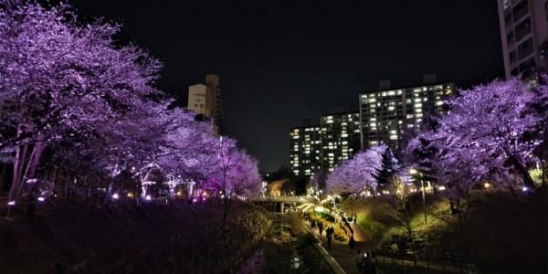 2-1. 4월 8일 밤 정평천과 벚꽃이 어우러진 모습.jpg