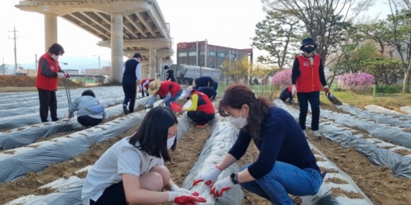 [크기변환]7-1 포곡읍 주민자치위원회는 11일 행정복지센터 인근 유휴지에서 포곡중학교 학생 20여명과 텃밭 가꾸기를 시작했다..JPG