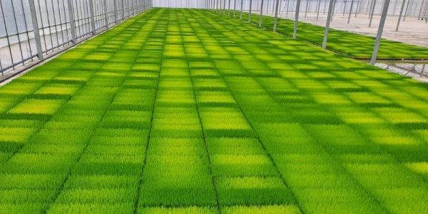 3. 처인구 한 농가의 육묘 현장 모.jpg