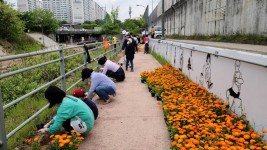 6. 구성동 주민들이 분양받은 꽃밭에 꽃을 심고 있다..jpg