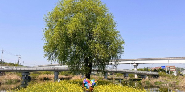 [크기변환]9-1. 포곡읍 경안천 산책로 일대 유채꽃반에 설치한 조형물.jpg