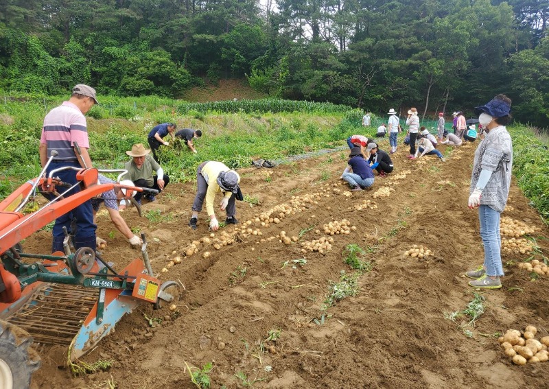 6-1. 220628_동천동, 어려운 이웃 돕기 위한 ‘사랑의 감자’ 수확.JPG