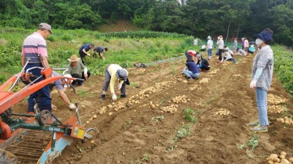 6-1. 220628_동천동, 어려운 이웃 돕기 위한 ‘사랑의 감자’ 수확.JPG