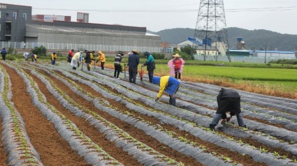 7. 처인구 이동읍 농촌지도자회가 김장채소심기 행사를 진행했다..jpeg