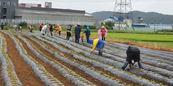 7. 처인구 이동읍 농촌지도자회가 김장채소심기 행사를 진행했다..jpeg