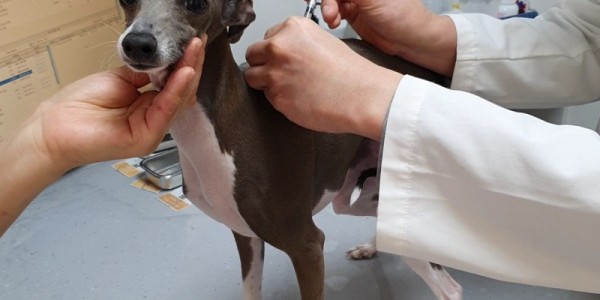 1. 한 반려견에게 광견병 예방접종을 하고 있는 모습.jpg