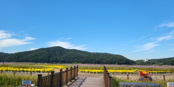 8-1. 기흥호수정원에 코스모스가 만개했다..jpg