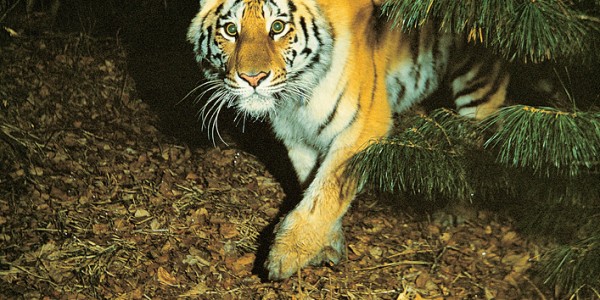 1. 세이브 더 타이거, 세이브 더 포레스트 포스터.jpg