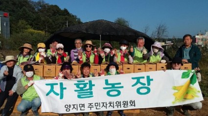 3. 양지면 주민자치위원회가 어려운 이웃을 위한 ‘고구마 수확 행사’를 진행했다..jpg