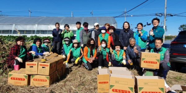 7-1. 포곡읍 새마을지도자회와 새마을부녀회 회원 30여 명이 어려운 이웃 돕기를 위한 고구마 수확 행사를 열었다..jpg