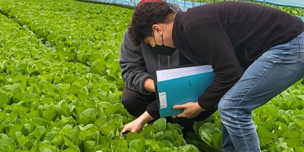 3-2. 용인시농업기술센터 직원이 채소·특용작물 환경제어기술 시범 농가를 찾아 작물을 살피고 있다..jpg