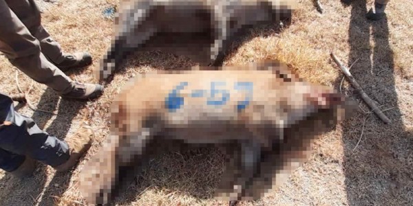 221104_용인특례시, 죽전동 나타났던 야생멧돼지 2마리 사살_사진.jpg