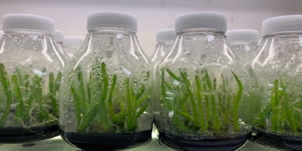 2.무병대목 기내배양.jpg