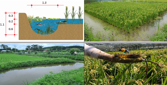 친환경 벼 복합생태농업 실천단지 조성사업.PNG