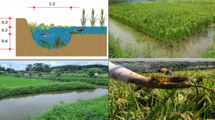 친환경 벼 복합생태농업 실천단지 조성사업.PNG