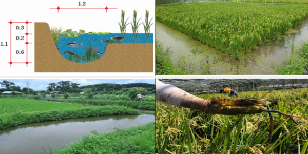 친환경 벼 복합생태농업 실천단지 조성사업.PNG