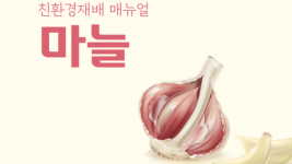 경기지역 마늘 친환경재배 매뉴얼 발간.png