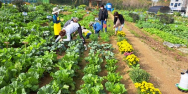 1. 공세동 시민농장에서 시민들이 텃밭을 꾸리고 있다.jpg