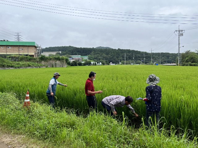 2. 용인시기술센터 관계자, 농가대표 및 농협직원이 벼 재배단지 현장심사를 하고있다.JPG