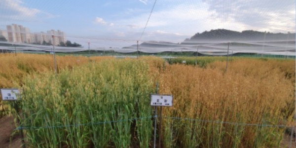 쌀귀리 파종-쌀귀리 대양， 조양 시험품종 성숙기 생육.jpg