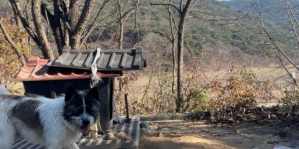 3. 농촌 지역 실외에서 키우고 있는 개의 모습.jpg