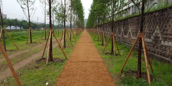 2. 용인특례시가 가로수를 효율적으로 관리하기 위해 자체 평가제를 도입한다. 사진은 처인구 유방동 일원 영동고속도로변 가로수 모습..jpg
