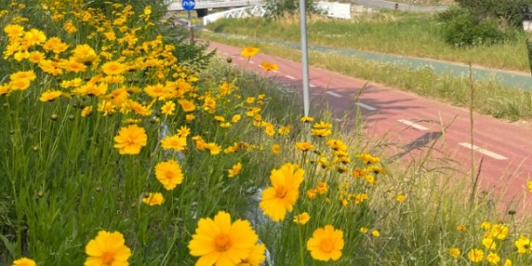 8-1. 지난해 5~6월경 신갈천 산책로에 금계국이 개화한 모습.JPG