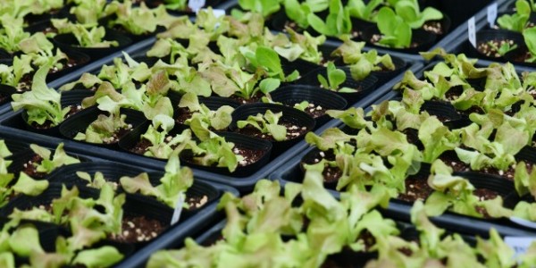 5. 용인특례시가 농촌테마파크에서 주말마다 모종나눔행사를 연다.JPG