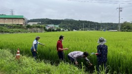 2. 용인시기술센터 관계자, 농가대표 및 농협직원이 벼 재배단지 현장심사를 하고있다.JPG