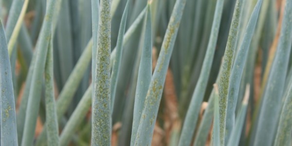 친환경대파 해충(파총채벌레) 피해증상.JPG