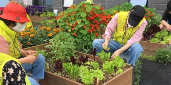 4-1. 지난해 수지구보건소 원예 힐링 프로그램에 참가해 텃밭을 가꾸고 있는어르신들 모습.jpg