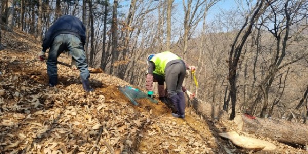 6-1. 용인특례시 관계자가 소나무 보호를 위해 재선충병 피해목을 벌목하고 있다.jpg