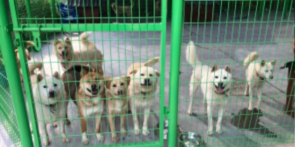 2. 용인시 동물보호센터에서 보호중인 반려견 모습.jpg