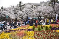 (참고사진)2019년 봄꽃축제.jpg