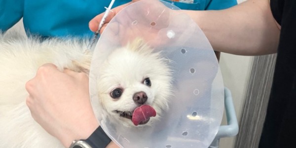 4. 용인특례시가 반려견 대상 광견병 예방접종을 한다.jpeg