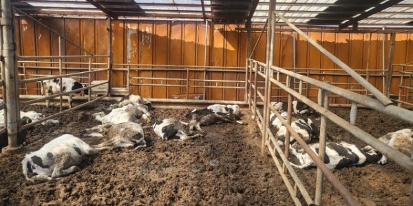 소 보툴리즘 주의보 발령.JPG