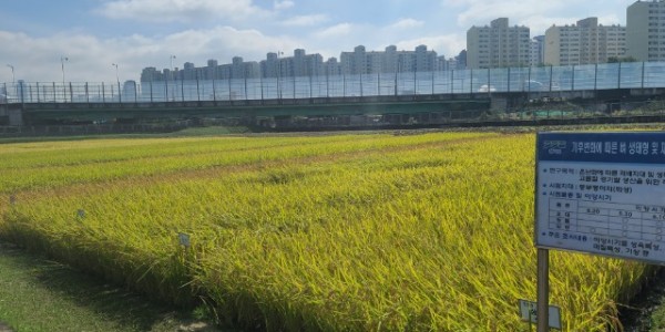 기후변화에 따른 벼 모내기 시기 재설정.jpg