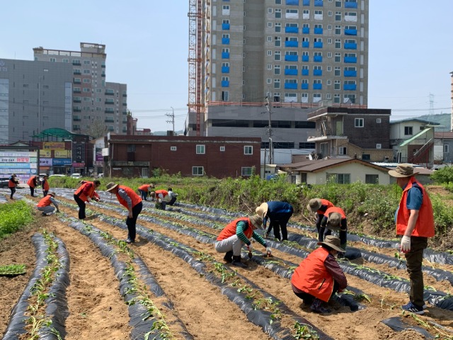 11-2. 복지사각지대 이웃을 돕기 위해 처인구 양지면 주민자치위원회가 진행한 고구마 파종 행사.jpeg