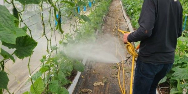 6. 용인특례시가 오이농가 10곳에 친환경 해충방제를 위한 미생물을 지원했다.jpg