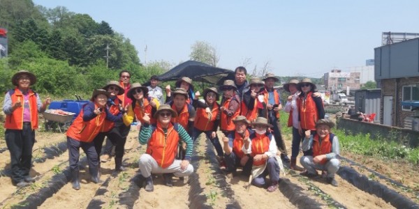 11-1. 복지사각지대 이웃을 돕기 위해 처인구 양지면 주민자치위원회가 진행한 고구마 파종 행사.jpeg