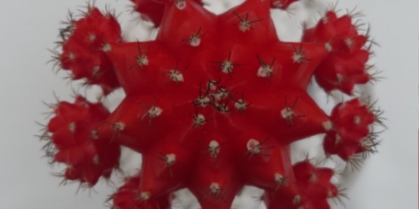 1. 접목선인장 비모란 레드핫.jpg