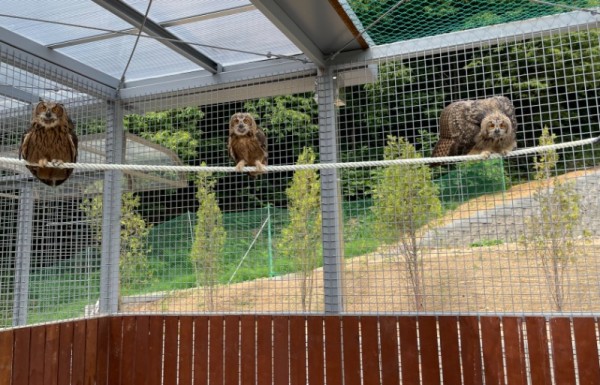 센터로 구조된 어린 수리부엉이.jpg