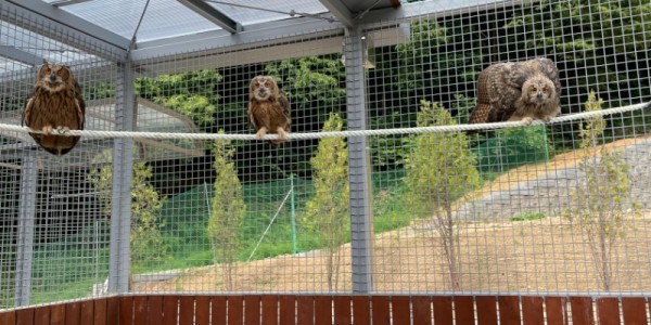 센터로 구조된 어린 수리부엉이.jpg