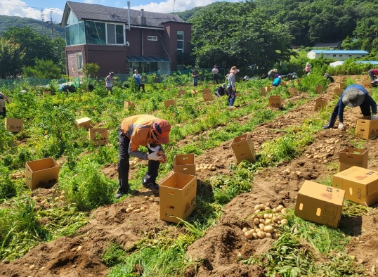 8-2. 동천동 통장협의회가 지난 22일 감자를 수확하고 있다.jpg