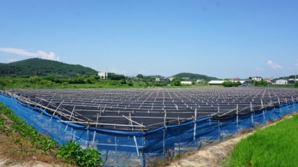 여름철 인삼 고온피해 방지(개량형울타리).JPG